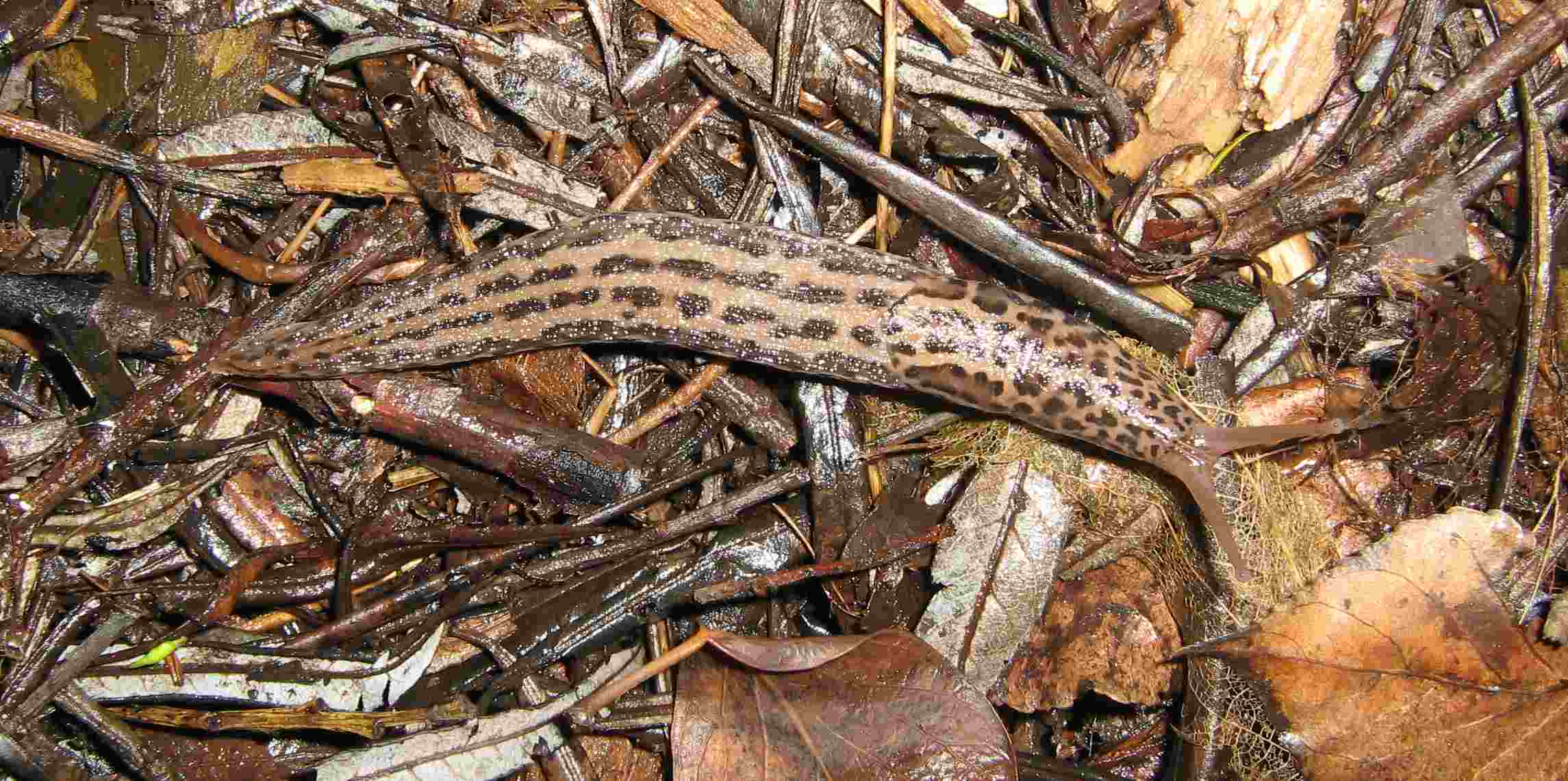 Limax maximus da Cuneo (Piemonte)